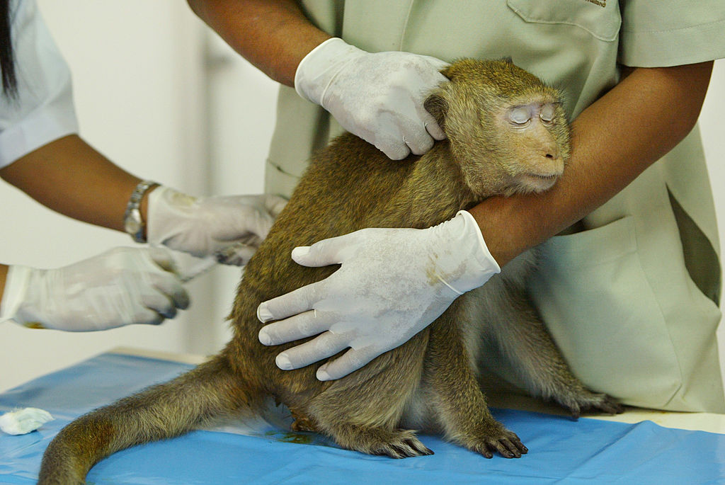 A monkey sits while he gets a vaccination by Veterinarian Juthamas Supanam at the Lopburi Monkey Hospital in Lopburi on February 16, 2004