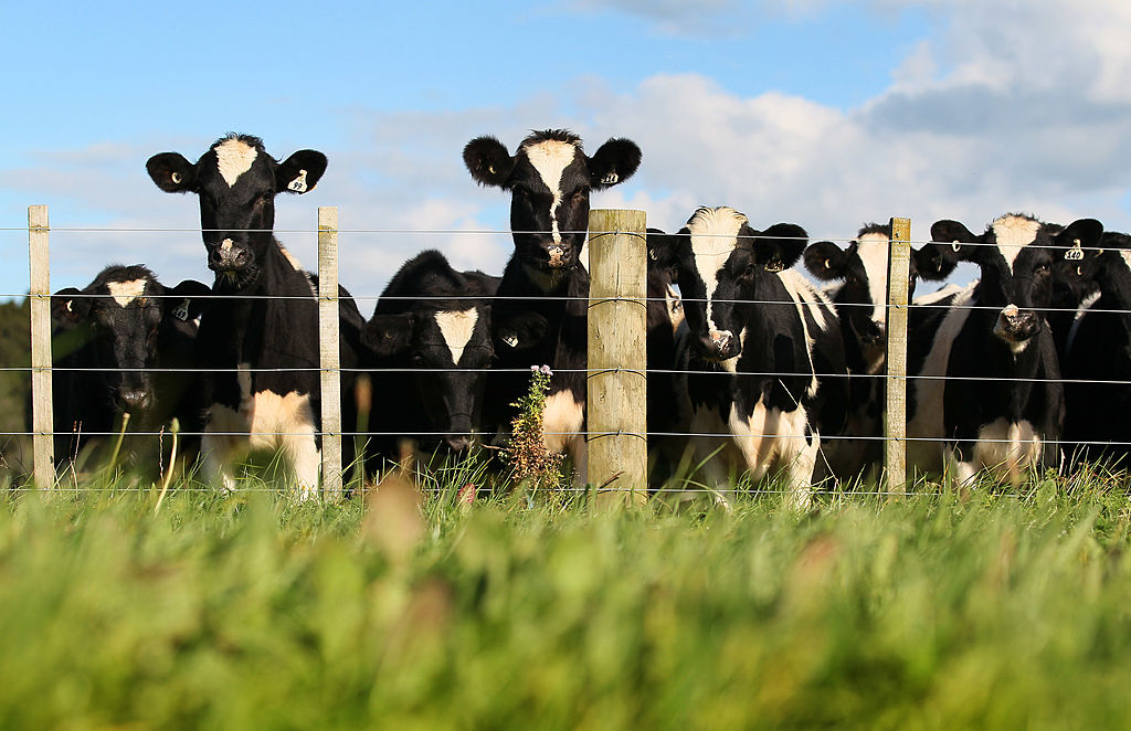 A herd of cows are seen through the lush green grass at a dairy farm on April 18, 2012 in Morrinsville, New Zealand.